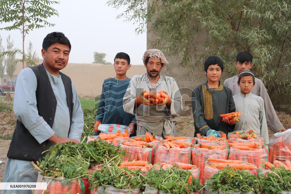 AFGHANISTAN-BALKH-CARROTS