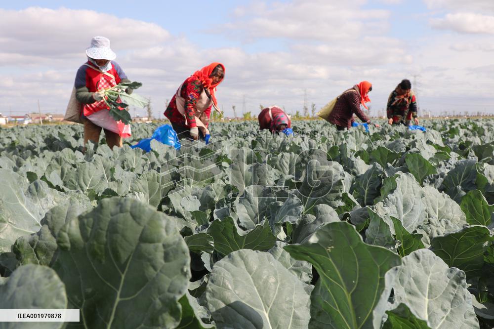 Farmers Pick Broccoli in Lianyungang