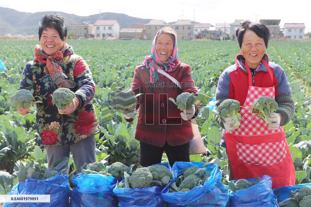 Farmers Pick Broccoli in Lianyungang