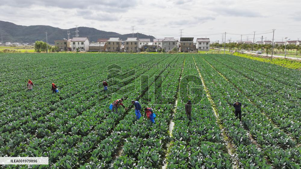 Farmers Pick Broccoli in Lianyungang