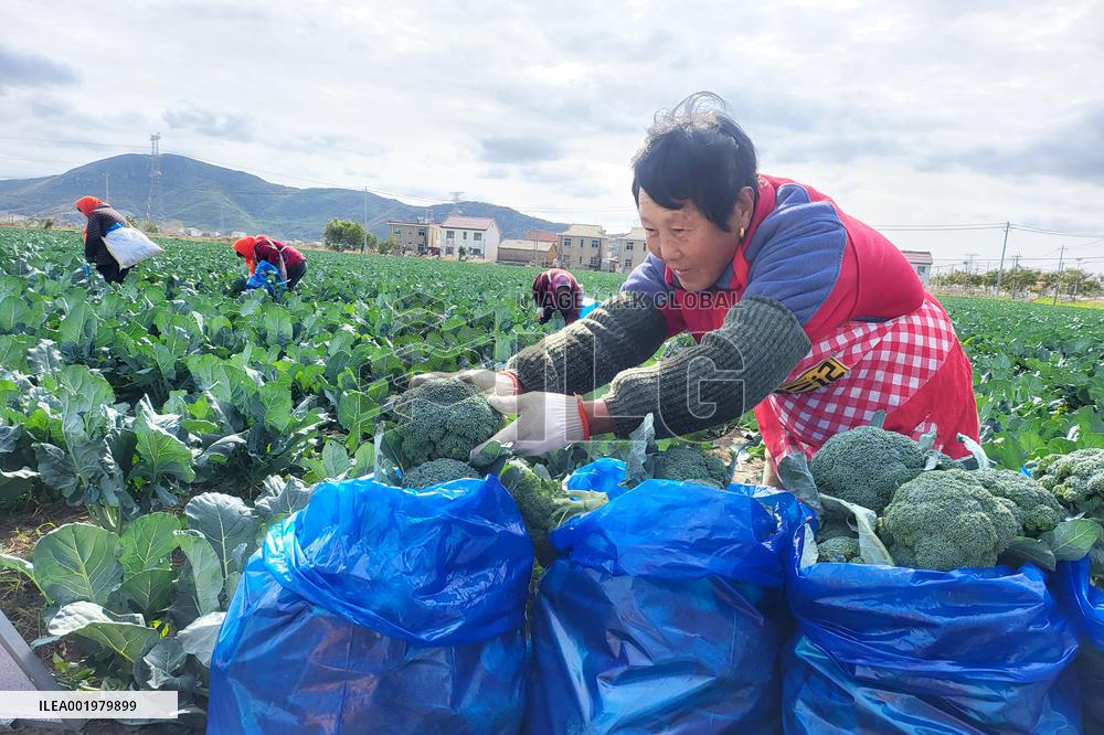 Farmers Pick Broccoli in Lianyungang