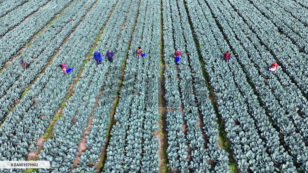 Farmers Pick Broccoli in Lianyungang
