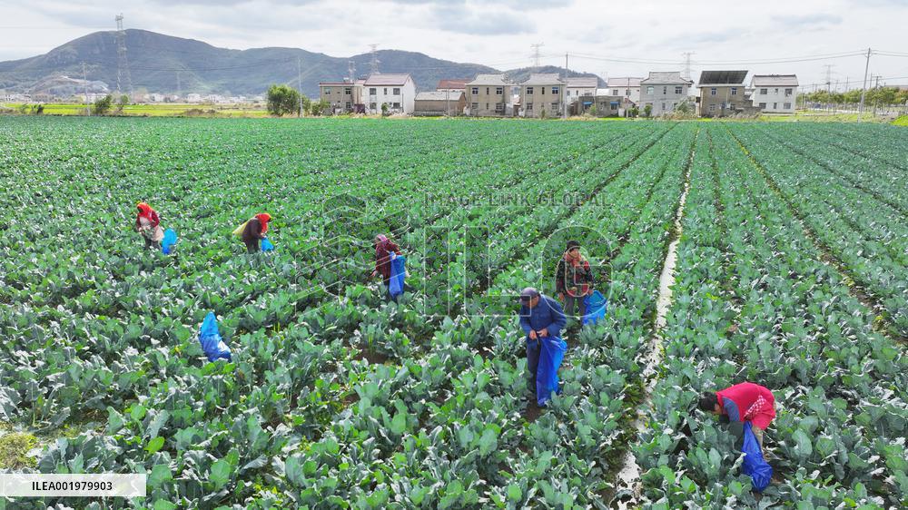 Farmers Pick Broccoli in Lianyungang