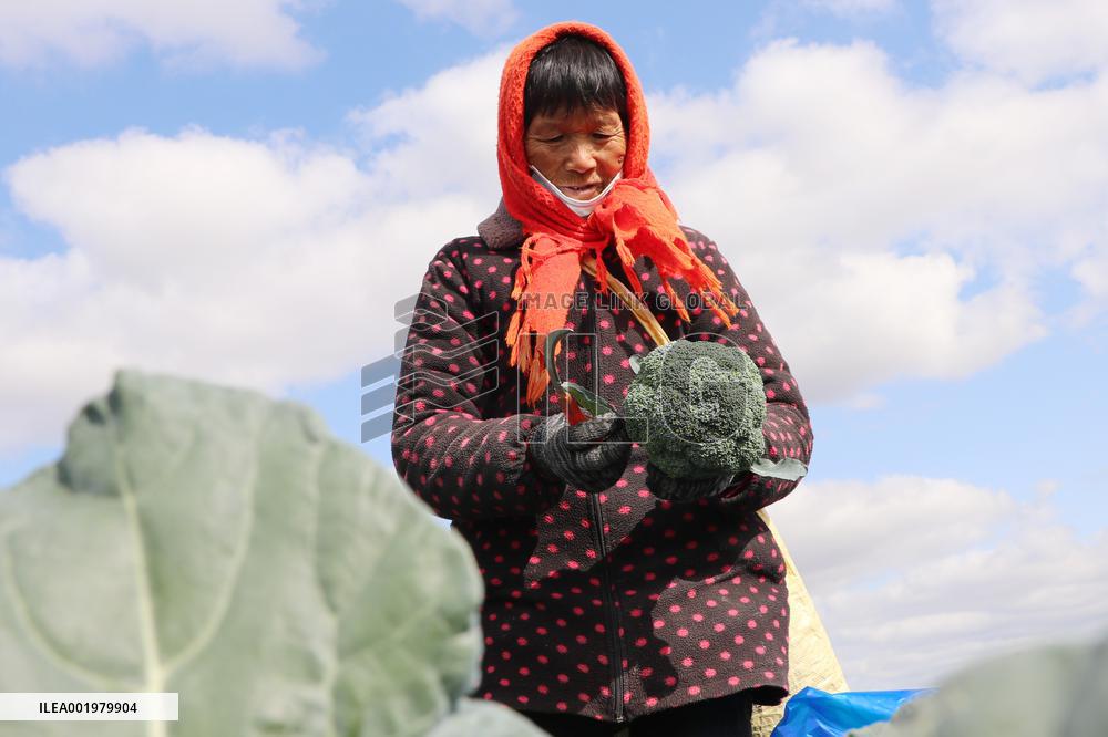 Farmers Pick Broccoli in Lianyungang