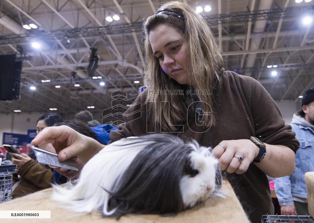 CANADA-TORONTO-ROYAL AGRICULTURAL WINTER FAIR-ANIMAL SHOW