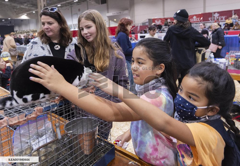 CANADA-TORONTO-ROYAL AGRICULTURAL WINTER FAIR-ANIMAL SHOW