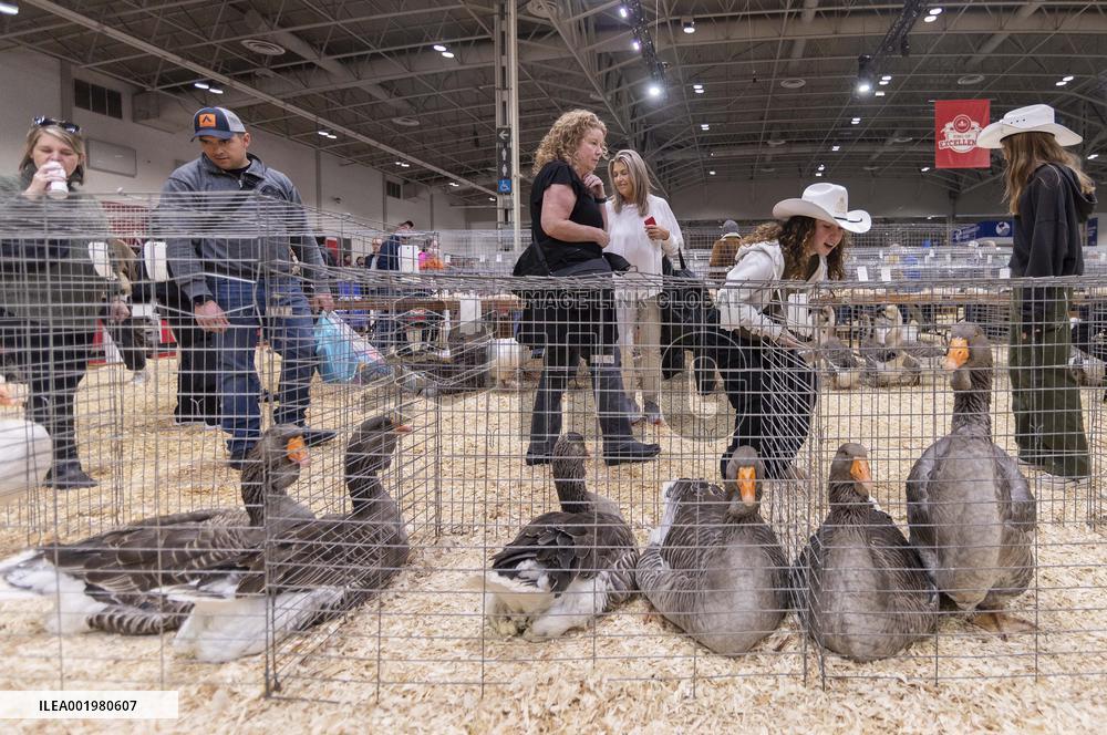 CANADA-TORONTO-ROYAL AGRICULTURAL WINTER FAIR-ANIMAL SHOW