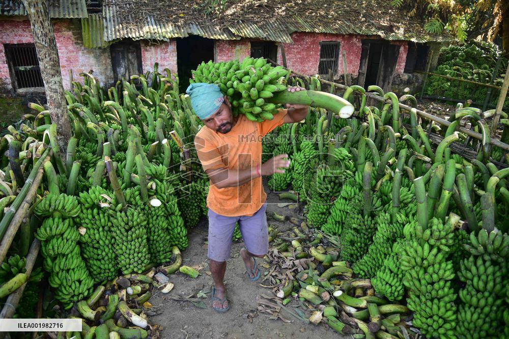 INDIA-ASSAM-GOALPARA-BANANA MARKET