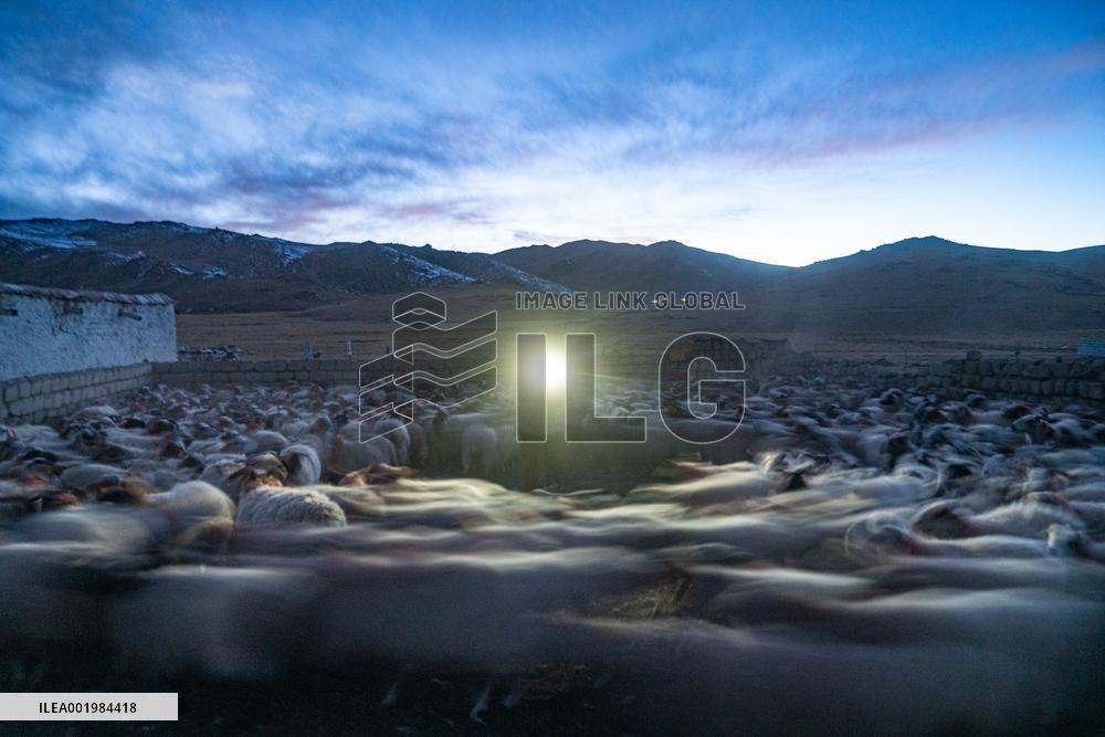 (InTibet)CHINA-XIZANG-DAMXUNG-WINTER PASTURE-HERDER-LIFE (CN)