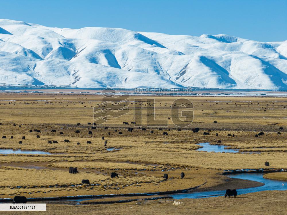 (InTibet)CHINA-XIZANG-DAMXUNG-WINTER PASTURE-HERDER-LIFE (CN)