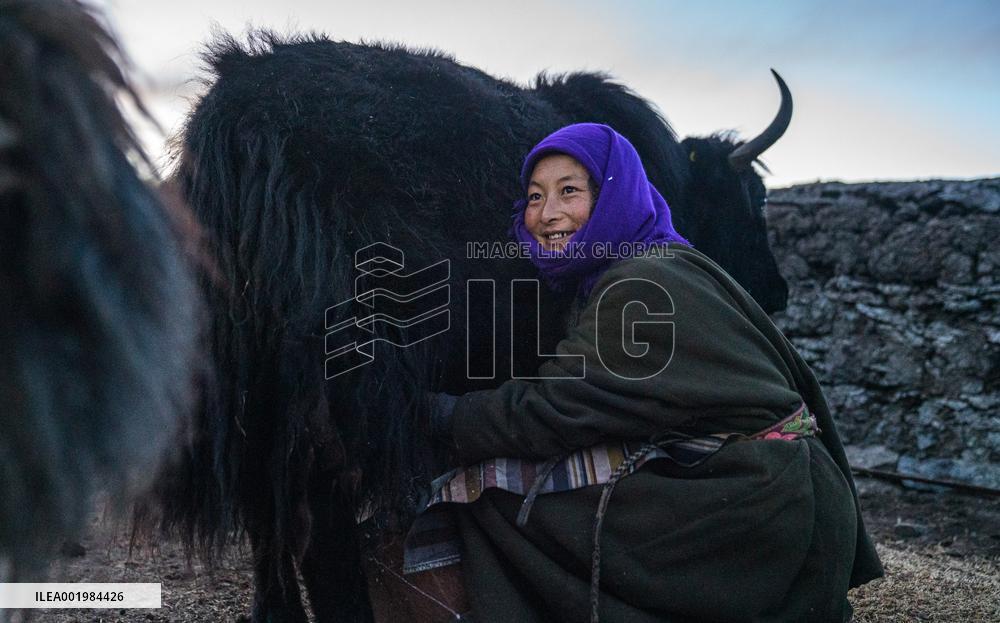 (InTibet)CHINA-XIZANG-DAMXUNG-WINTER PASTURE-HERDER-LIFE (CN)