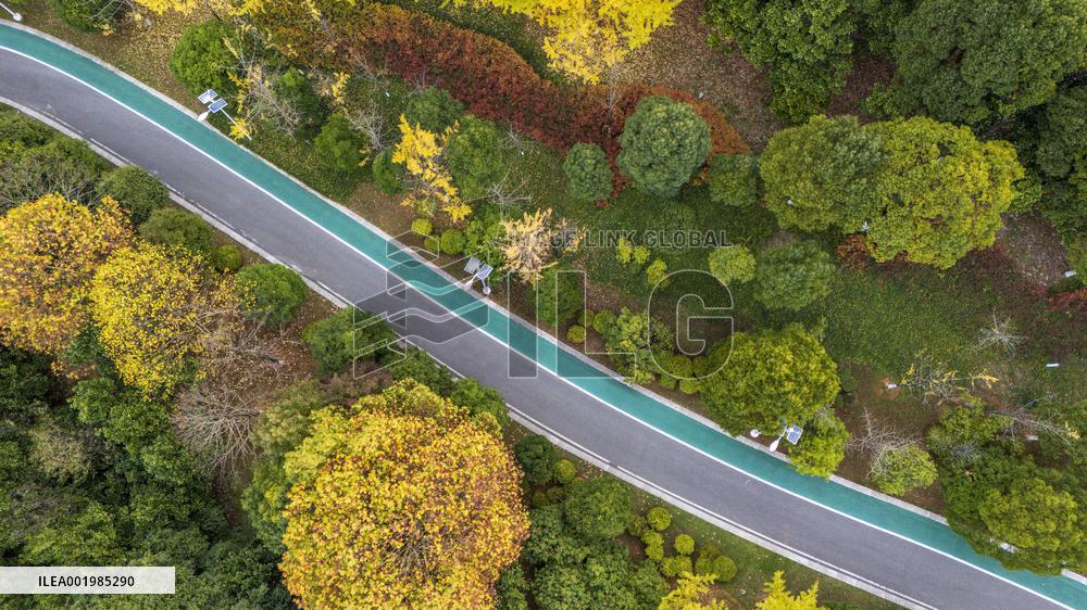 The Most Beautiful Forest Road in Guanshanhu Park in Guiyang