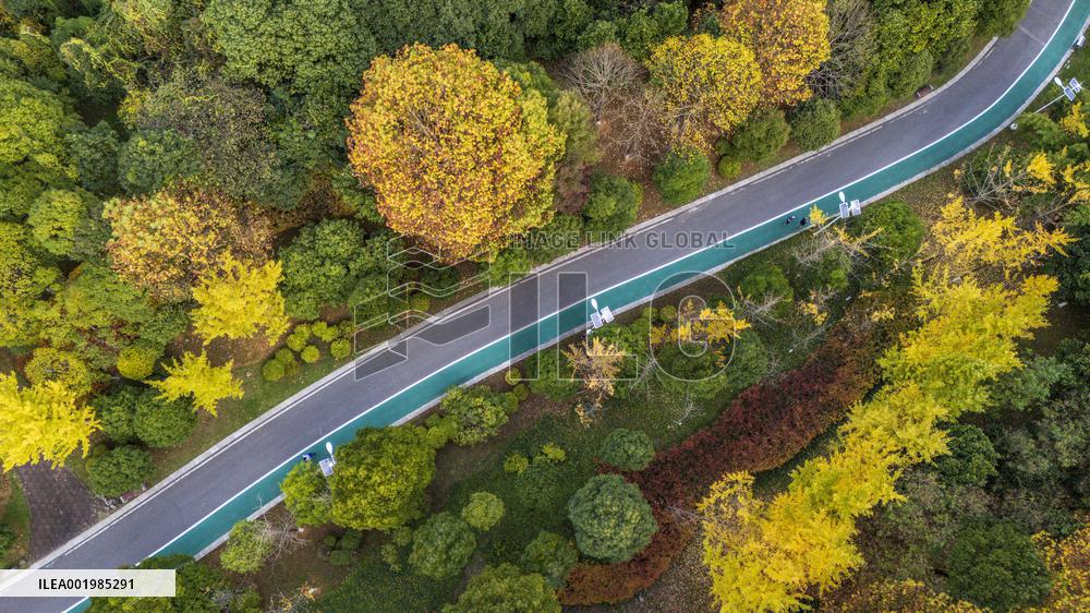The Most Beautiful Forest Road in Guanshanhu Park in Guiyang