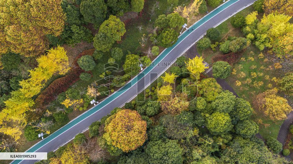 The Most Beautiful Forest Road in Guanshanhu Park in Guiyang