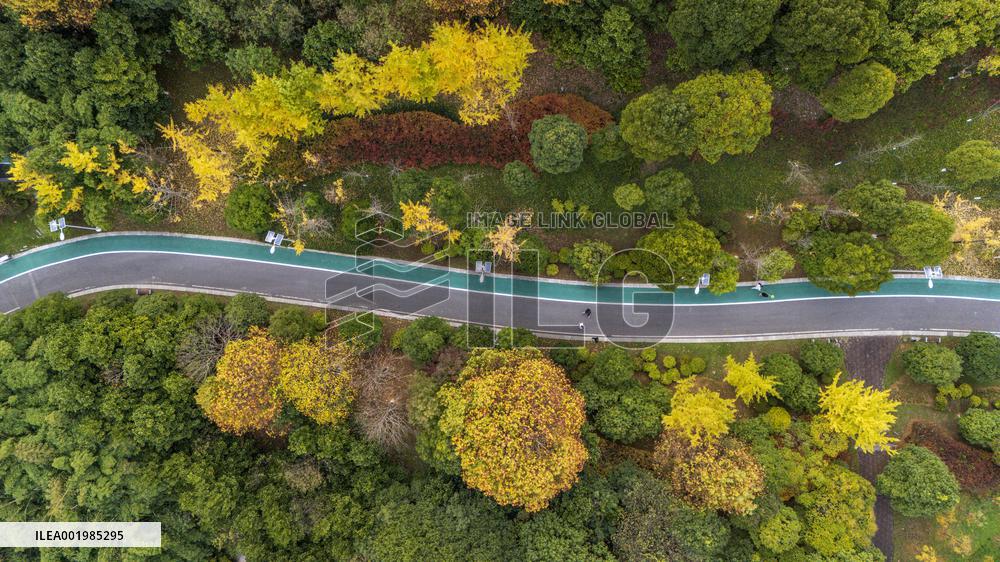 The Most Beautiful Forest Road in Guanshanhu Park in Guiyang