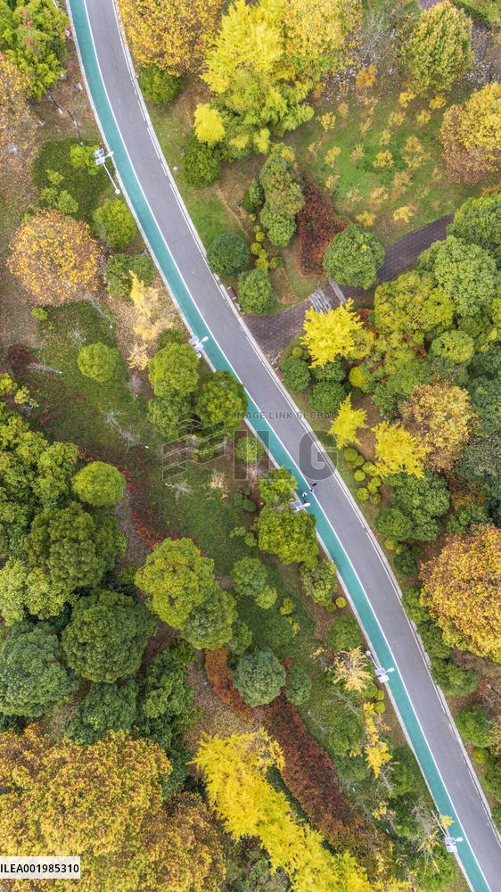 The Most Beautiful Forest Road in Guanshanhu Park in Guiyang