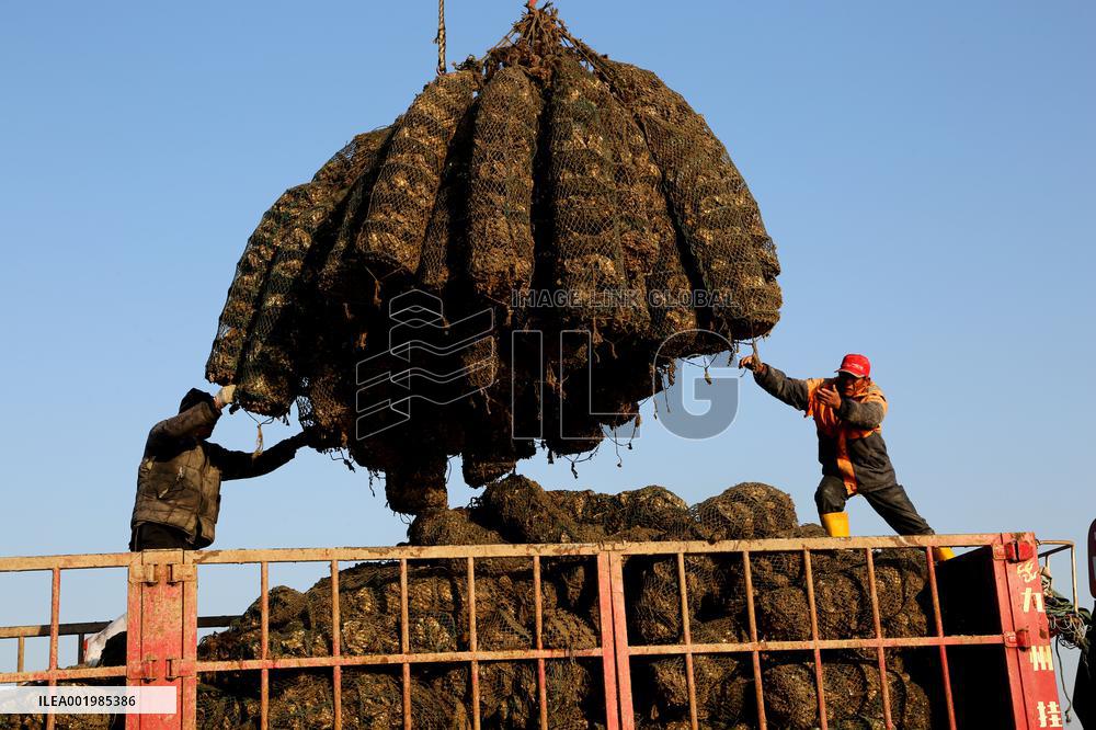Oysters Harvest in Lianyungang