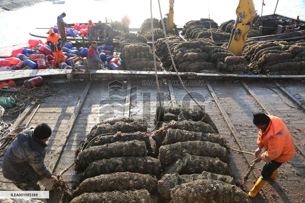 Oysters Harvest in Lianyungang