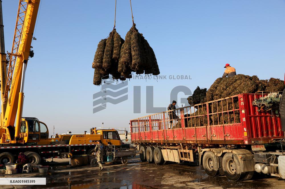 Oysters Harvest in Lianyungang