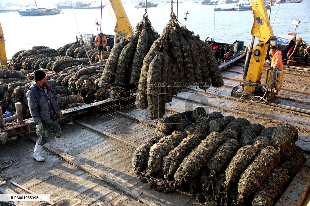 Oysters Harvest in Lianyungang