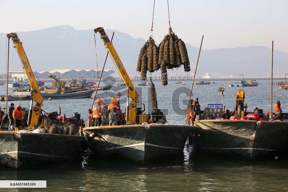 Oysters Harvest in Lianyungang
