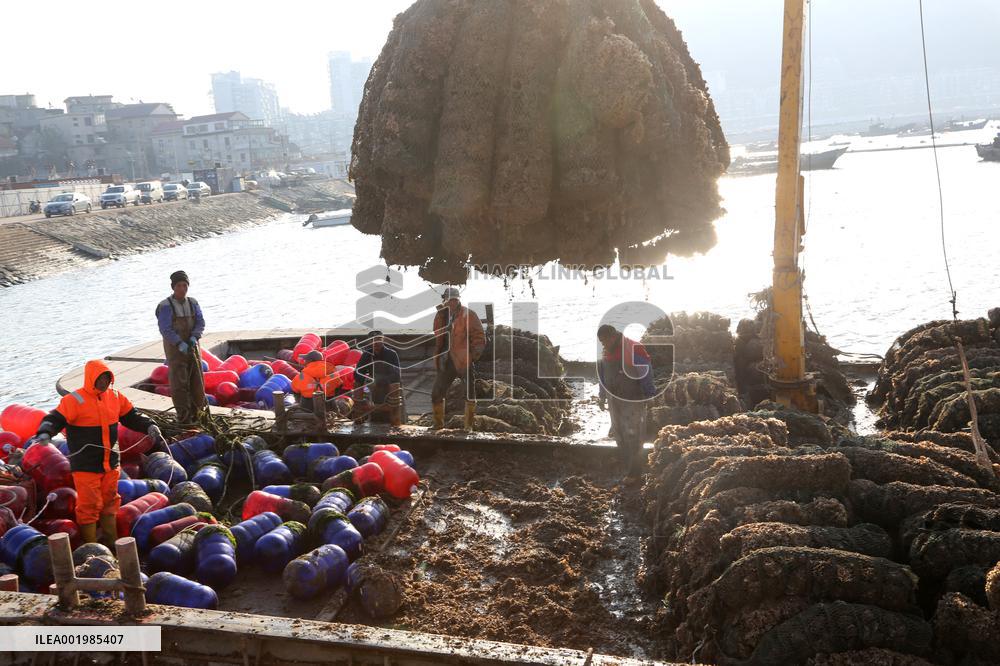 Oysters Harvest in Lianyungang