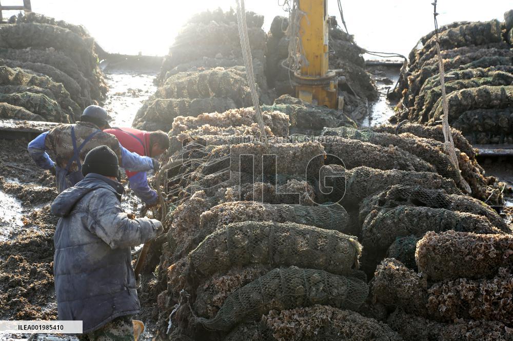 Oysters Harvest in Lianyungang
