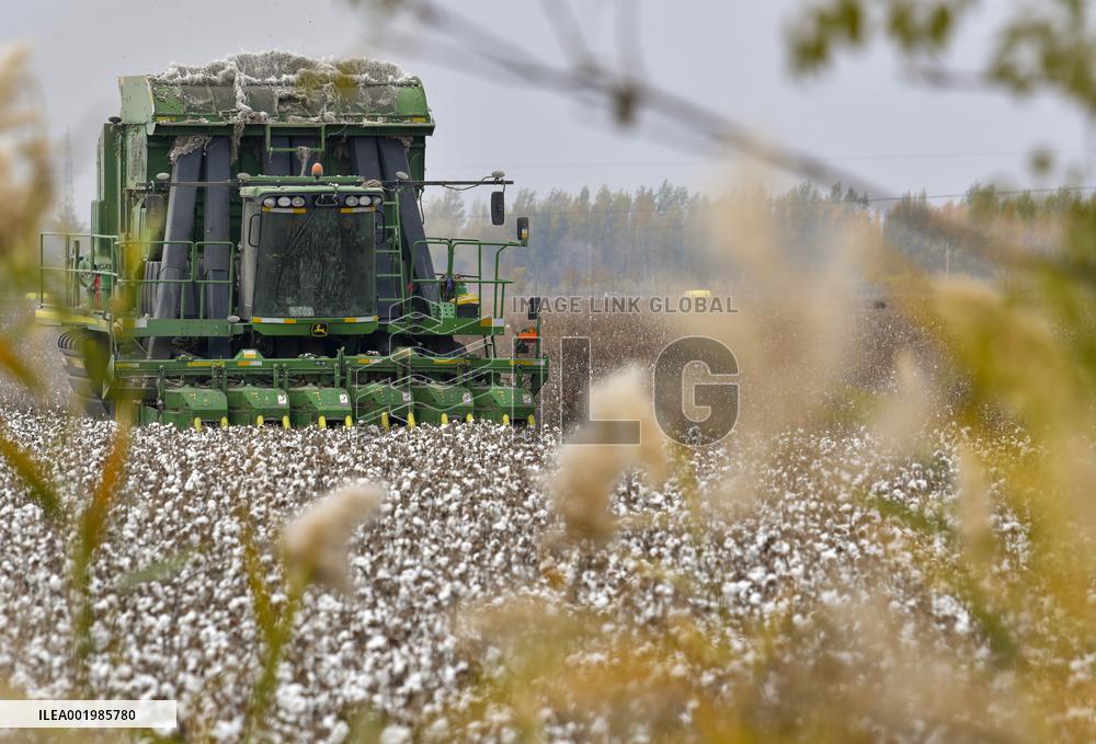 Xinhua Headlines: Xinjiang cotton -- the epitome of modern agriculture