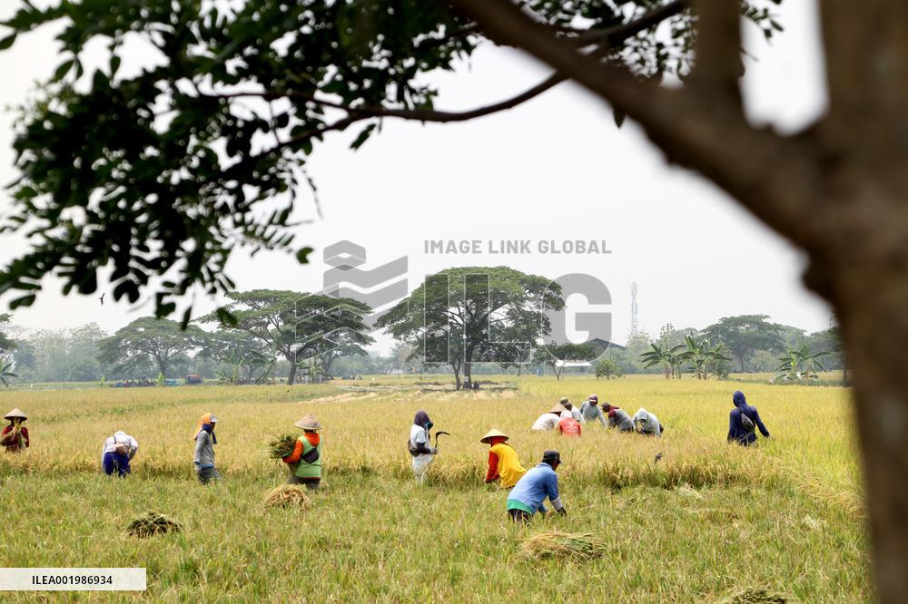 INDONESIA-SUKOHARJO-PADDY HARVEST