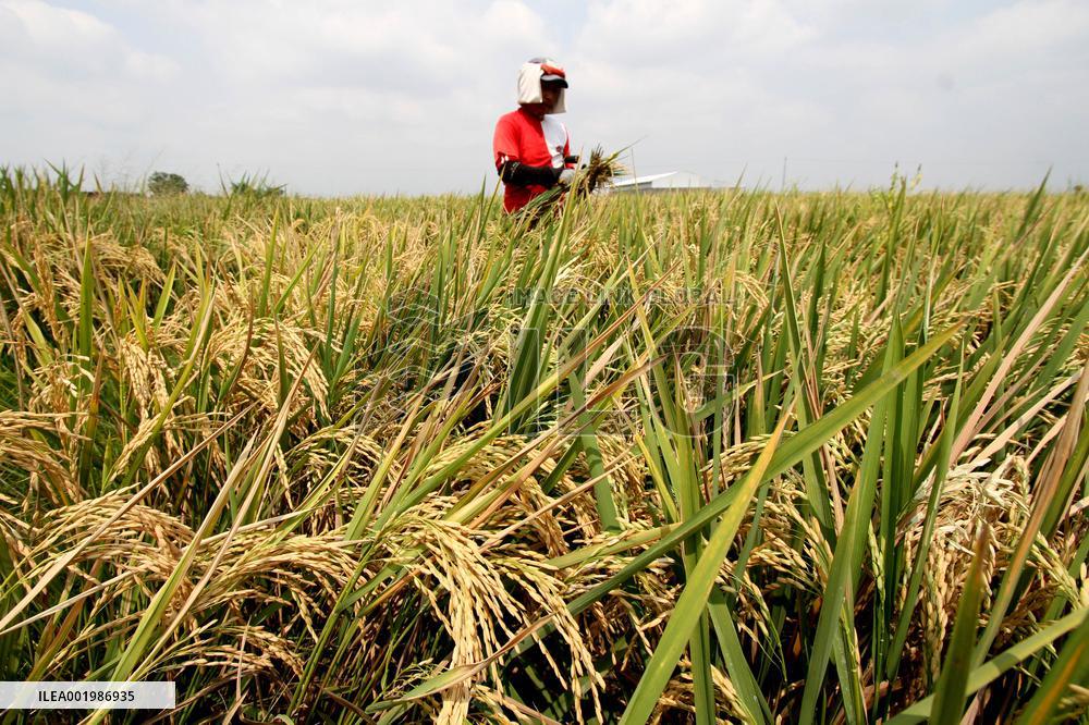 INDONESIA-SUKOHARJO-PADDY HARVEST