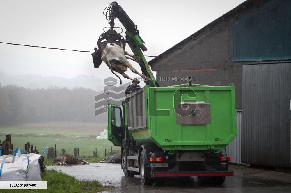EHD Leaves A Trail Of 76 Dead Cows In Galicia - Spain