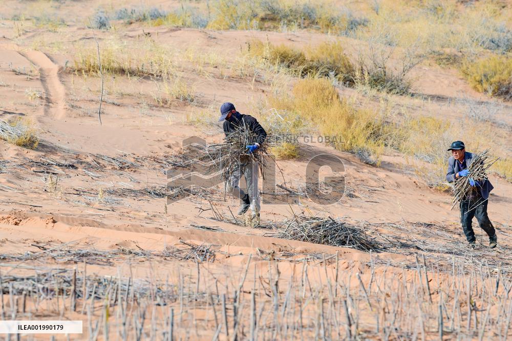 Maowusu Sandy Land in Ordos
