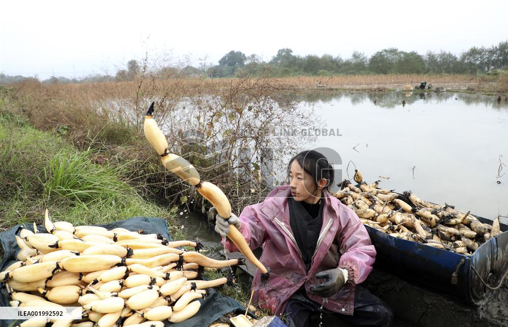 Farmers Digs Lotus Roots in Zixing