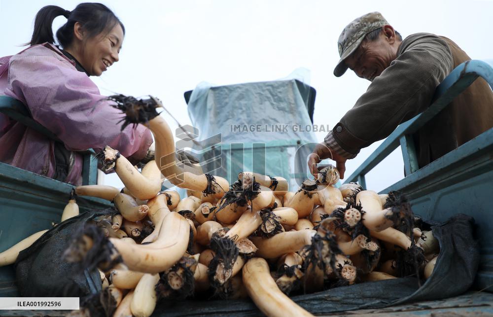 Farmers Digs Lotus Roots in Zixing