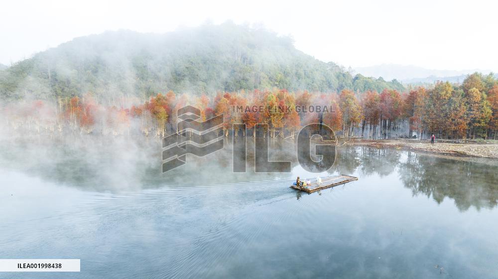 Fangtang Redwood Forest Scenic Spot in Xuancheng