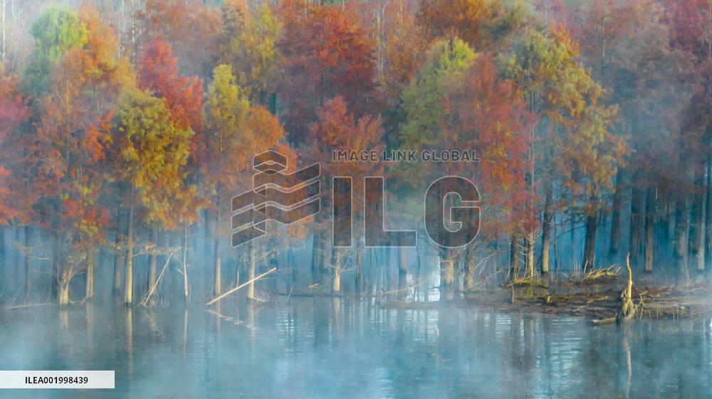 Fangtang Redwood Forest Scenic Spot in Xuancheng