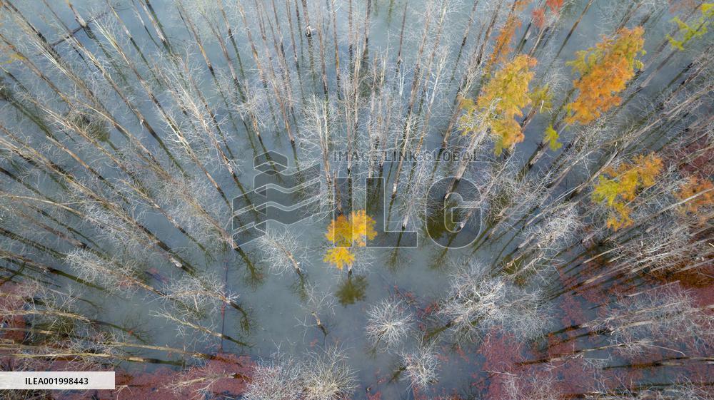 Fangtang Redwood Forest Scenic Spot in Xuancheng