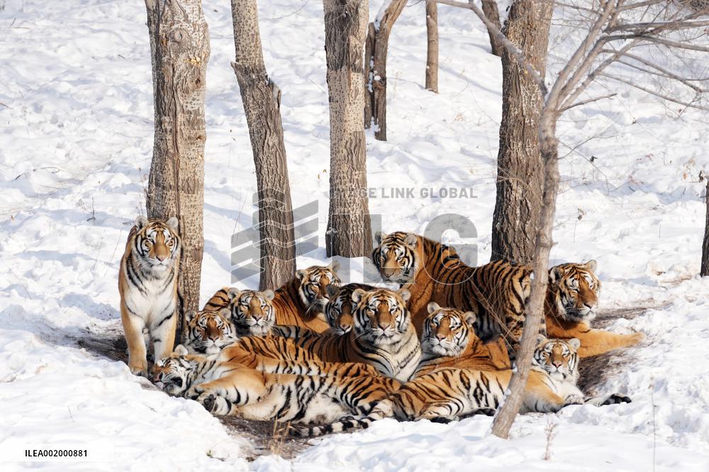 CHINA-HEILONGJIANG-HARBIN-SNOW FIELD-SIBERIAN TIGERS (CN)