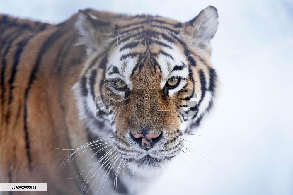 CHINA-HEILONGJIANG-HARBIN-SNOW FIELD-SIBERIAN TIGERS (CN)