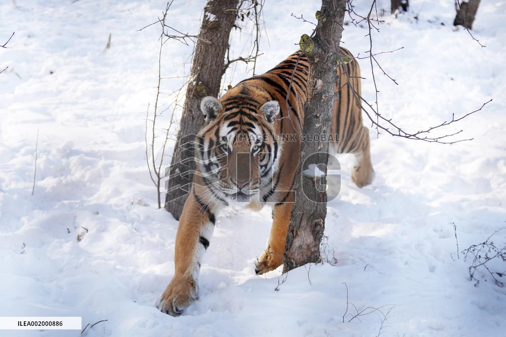 CHINA-HEILONGJIANG-HARBIN-SNOW FIELD-SIBERIAN TIGERS (CN)