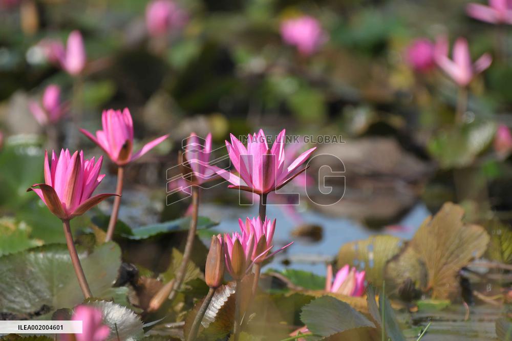 INDIA-ASSAM-PINK WATER LILY