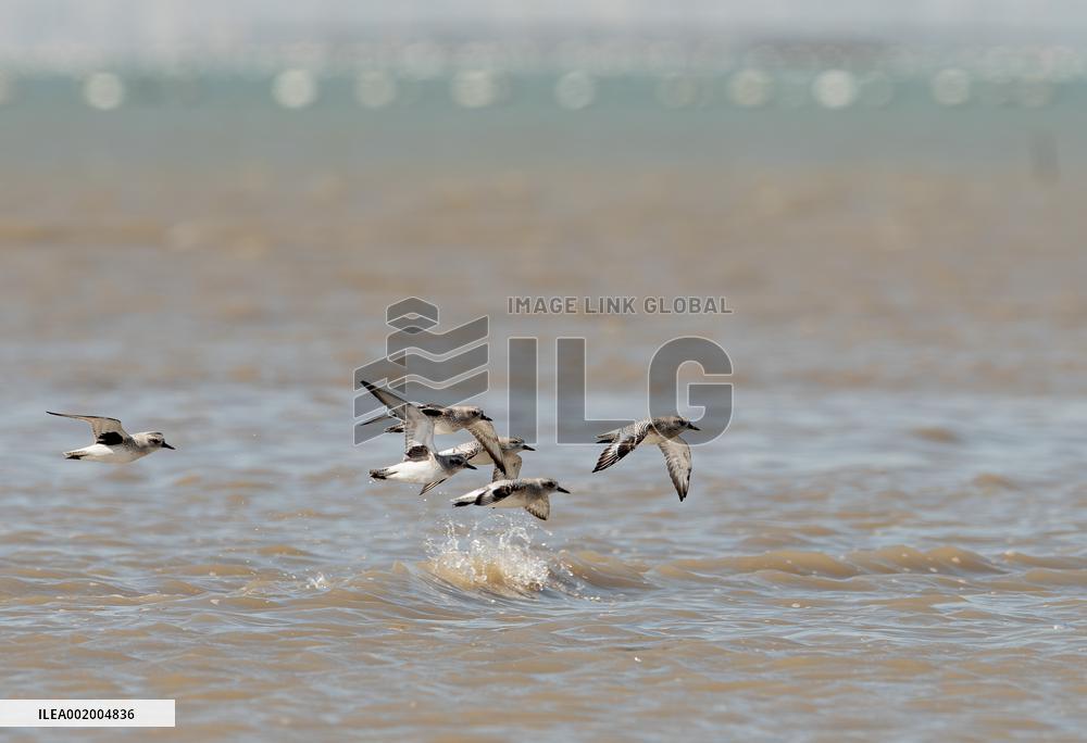 CHINA-FUJIAN-MIGRATORY BIRDS (CN)