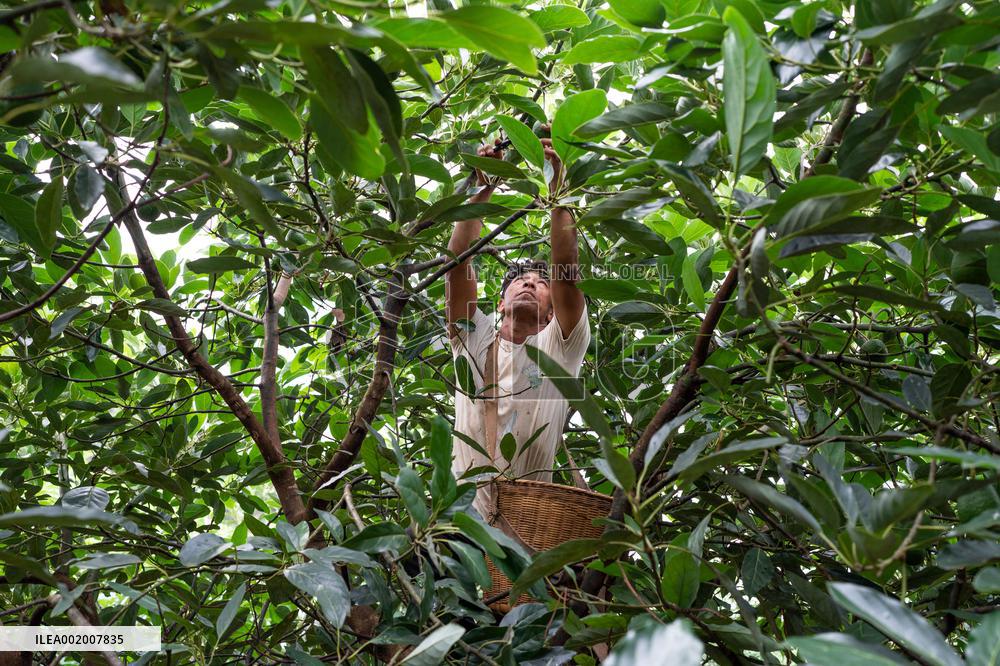 Xinhua Headlines: Foreign specialty crops thrive amid China's economic vitality