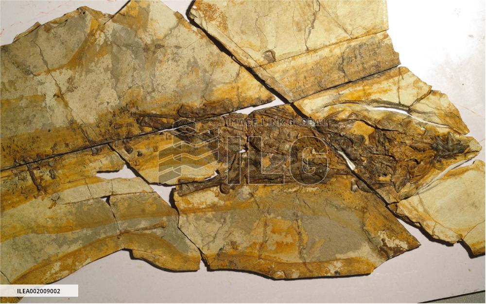 CHINA-HEBEI-ARCHAEOLOGY-DINOSAUR FOSSIL (CN)