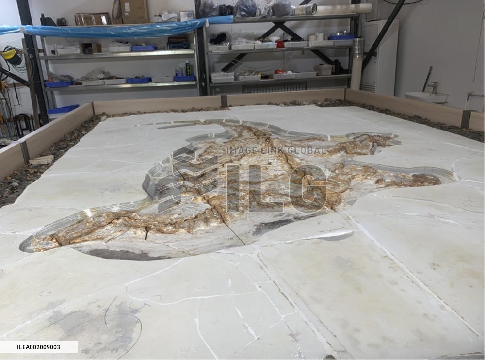 CHINA-HEBEI-ARCHAEOLOGY-DINOSAUR FOSSIL (CN)