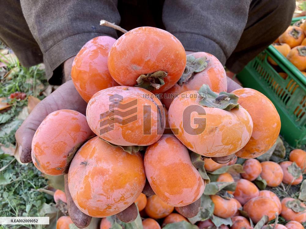 AFGHANISTAN-KANDAHAR-PERSIMMON