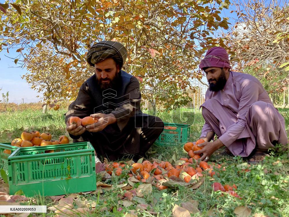 AFGHANISTAN-KANDAHAR-PERSIMMON
