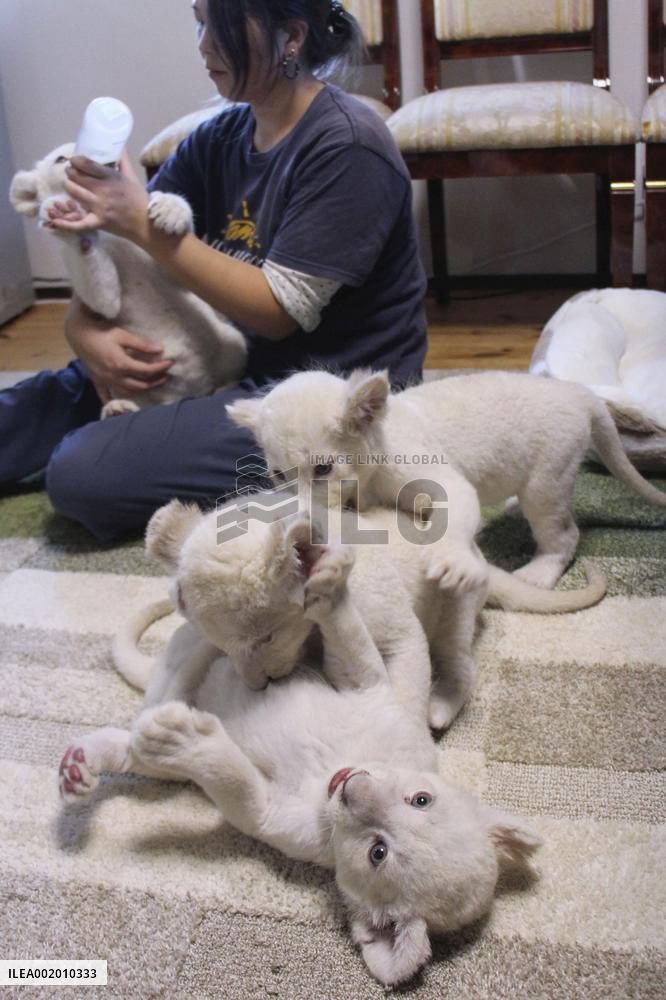 White lion quadruplets