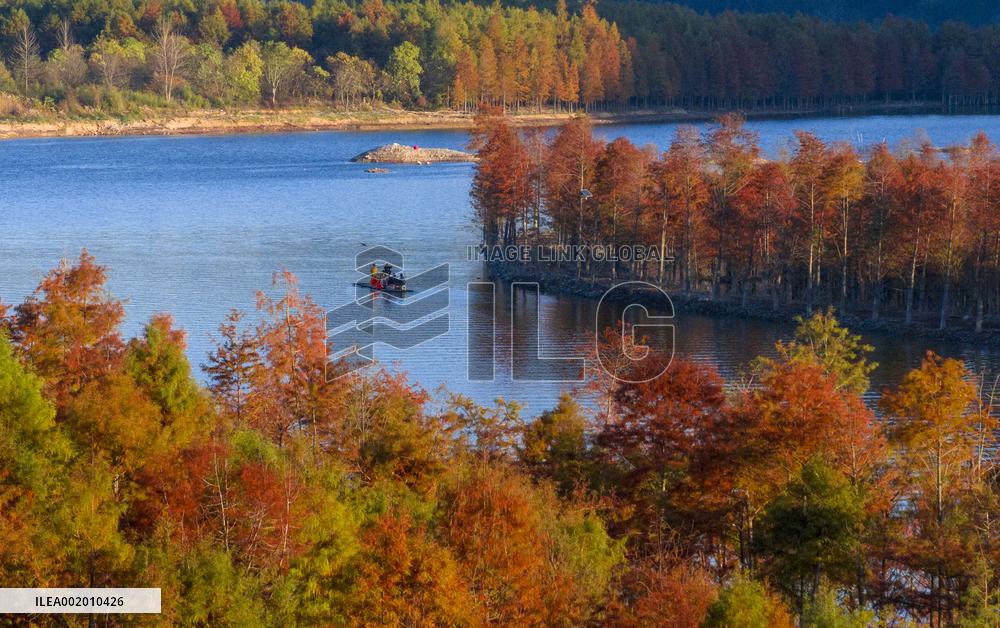 Colorful Metasequoia Trees in Xuancheng