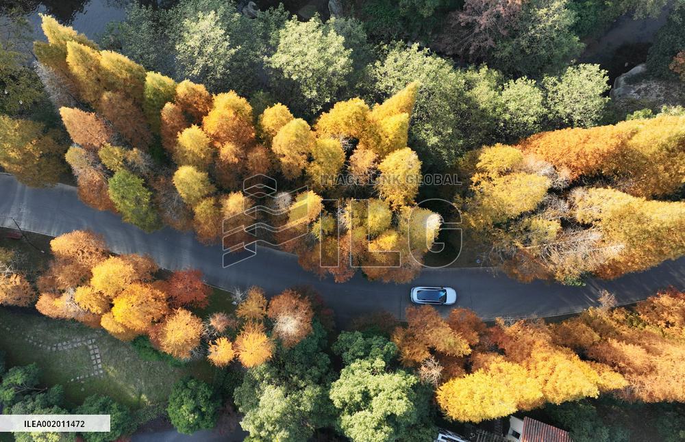 CHINA-JIANGXI-NANCHANG-FOREST-SCENERY (CN)